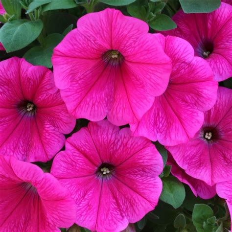 Petunia Hybrida Surprise Hot Pink Lucas Greenhouses