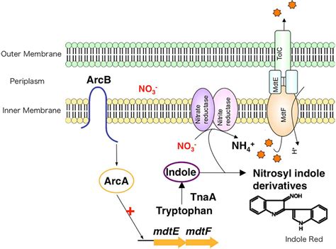 Frontiers Function And Inhibitory Mechanisms Of Multidrug Efflux Pumps