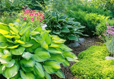 When Do Hostas Bloom Gina Farm