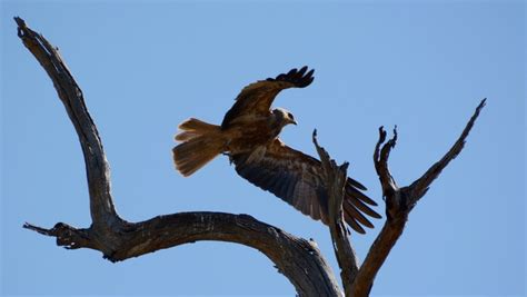 Whistling kite at nest | BIRDS in BACKYARDS