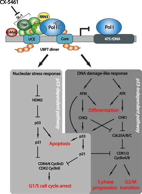 Inhibition of RNA polymerase I transcription activates p53-dependent ... 