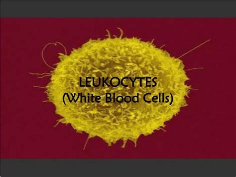 Ppt Leukocytes White Blood Cells Powerpoint Presentation Free