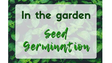 Seed Germination In 3 Easy Ways | Curious Cultivations