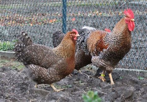 Bielefelder Chicken Breed The Complete Guide Eco Peanut