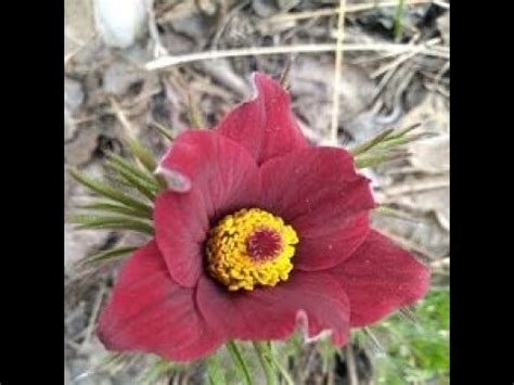 КАК ПРОРАЩИВАЮ СЕМЕНА ПРОСТРЕЛОВ- 3 СПОСОБ!! ИСПОЛЬЗОВАНИЕ ПОДРУЧНЫХ ...