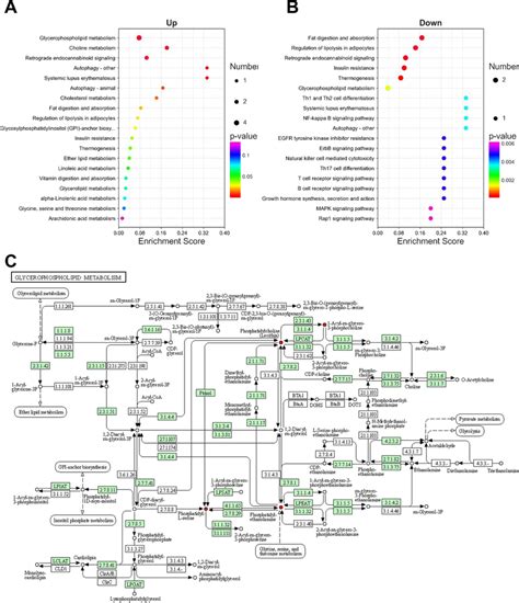 Metabolic Pathway Enrichment Analysis A Kegg Pathway Analysis Of Download Scientific Diagram