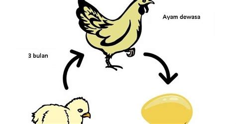 Lembaran Kerja Kitaran Hidup Ayam Prasekolah Belajar Sains Kitaran