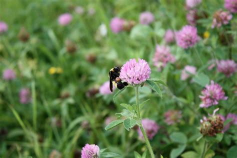 Certified Organic Red Clover Trifolium Pratense Wildflower Seed