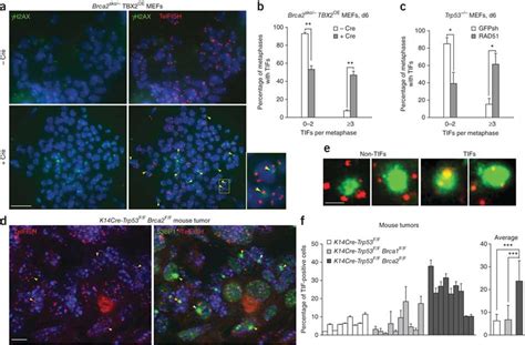 Telomere Dysfunctioninduced Foci TIFs Accumulate In BRCA2 And