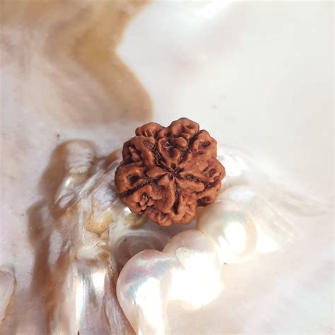 Mukhi Rudraksha Round Shape Natural Face Rudraksha With Lab