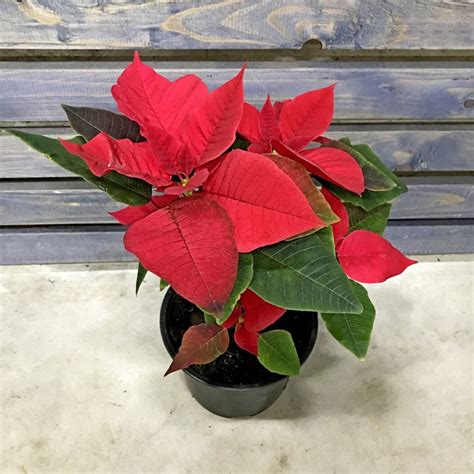 Пуансеттия Красная купить в Москве