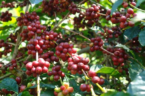 Jenis Jenis Kopi Yang Wajib Kamu Ketahui Kopitem