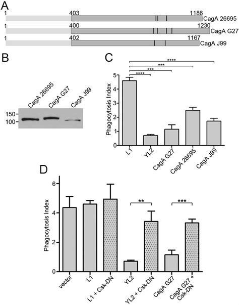 The Haemophilus Ducreyi LspA1 Protein Inhibits Phagocytosis By Using A