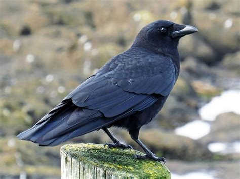 American Crow - Profile | Facts | Eggs | Size | Beak | Fly | Feet