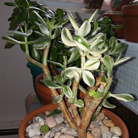 Crassula Ovata Variegata Variegated Jade In GardenTags Plant