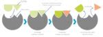 ¿Qué efectos tiene la descomposición de los alimentos en nuestra salud