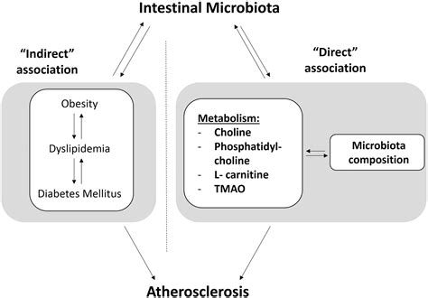 New Aspects on the Metabolic role of Intestinal Microbiota in the ...