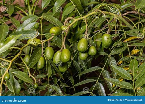 Ambarella Fruiting Tree stock image. Image of ambarella - 263479433