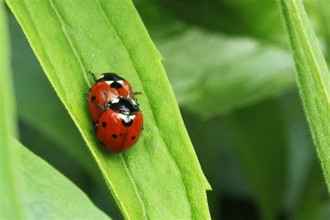 Ladybug Male Or Female The Differences And How To Tell