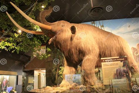 Replica Of Mastadon One Of The Amazing Sights Inside Museum And