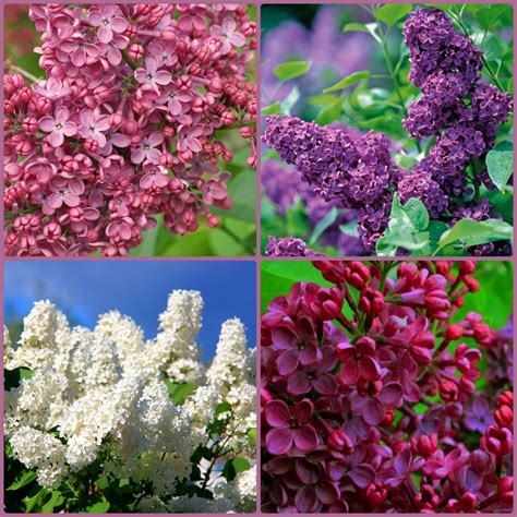 Саженцы сирени купить в Москве из питомника в Подмосковье