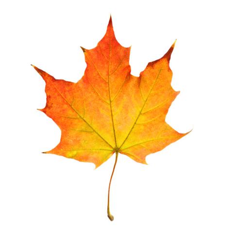 270800 Single Fall Leaf Stock Photos Pictures And Royalty Free Images