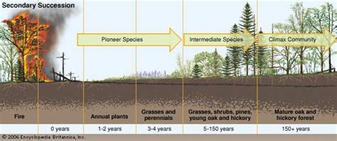 Ecological Succession Definition And Facts