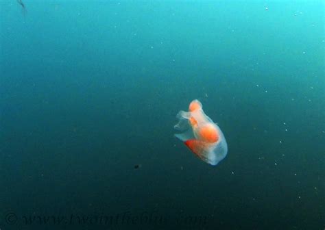 Naked Sea Butterfly Clione Limacina Two In The Blue