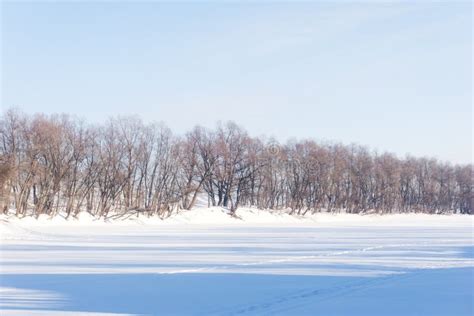Landscape With Naked Roots Of Trees In Sandy Soil In Pine Forest Stock Photo Image Of Nature
