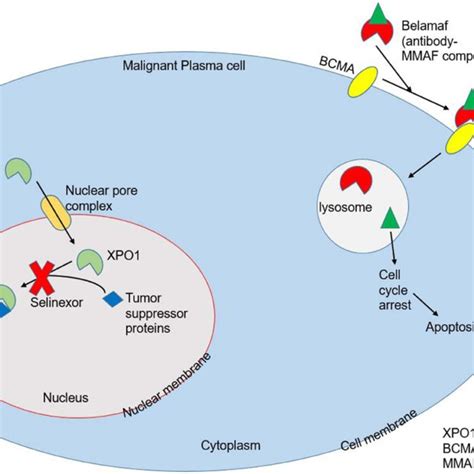 Adverse Events Leading To Modifications In Treatment Plan In Selinexor Download Scientific