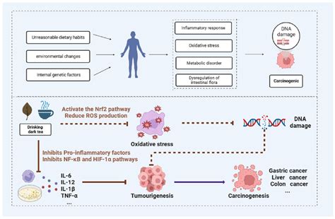 Nutrients Free Full Text Possible Mechanisms Of Dark Tea In Cancer