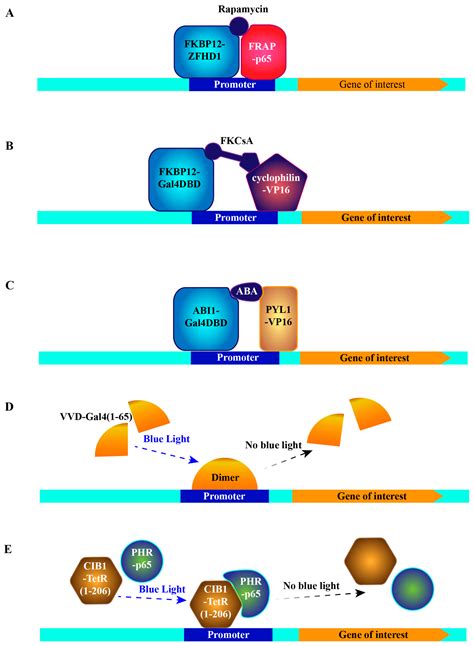 Cells Free Full Text How To Choose The Right Inducible Gene