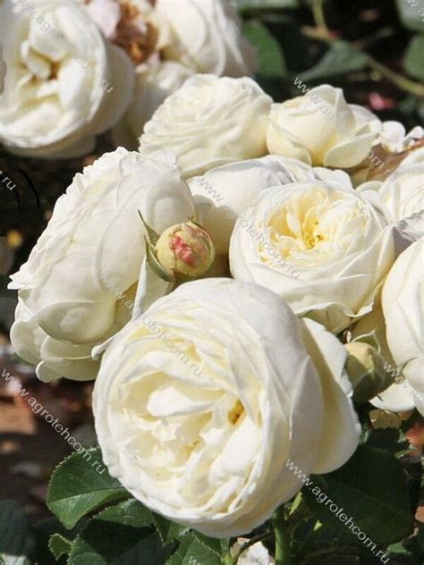 Роза Веддинг Пиано - Розы Тантау - Розы - Растения - Интернет-магазин ...