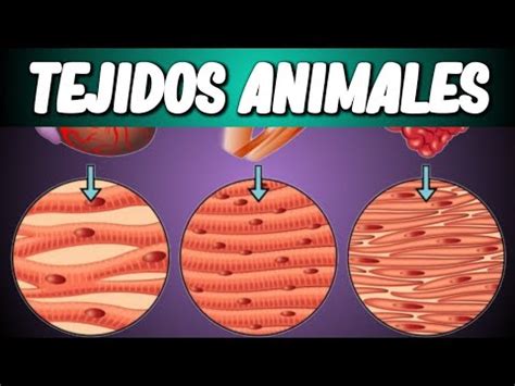 TEJIDOS ANIMALES: Biología desde Cero - YouTube