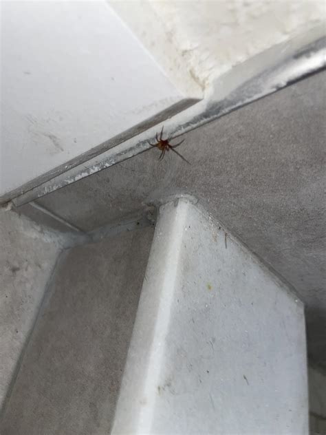 Hi these little red spiders are all over my home. Are they dangerous