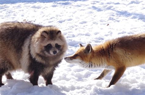 Лиса и енотовидная собака на вечеринке ( на групповом свидании ...