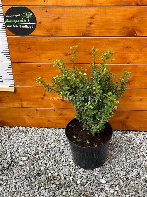 Ostrokrzew Karbowanolistny Golden Gem Ilex Crenata Golden Gem L