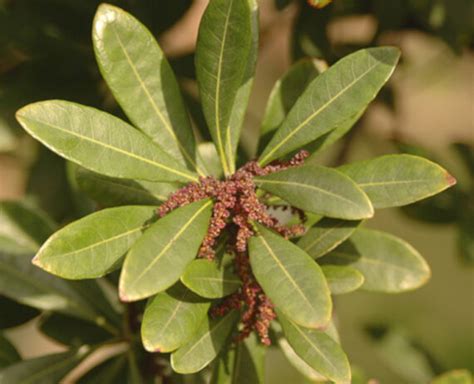 Myrica rubra – Seeds Plants