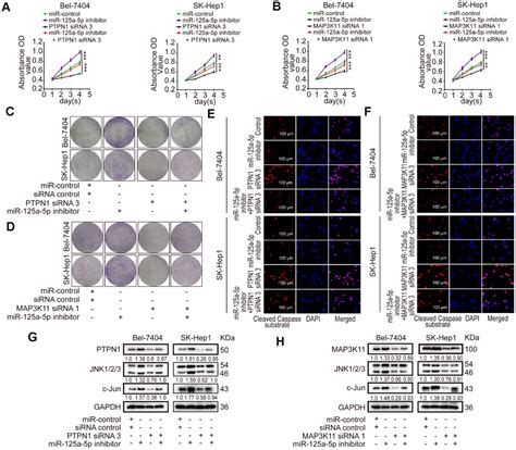 Mir A P Inhibits Tumorigenesis In Hepatocellular Carcinoma Aging