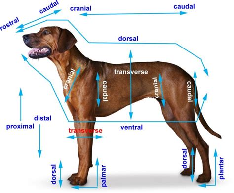 Canine Anatomy And Behavior Precourse Distance Study Equilearn Institute