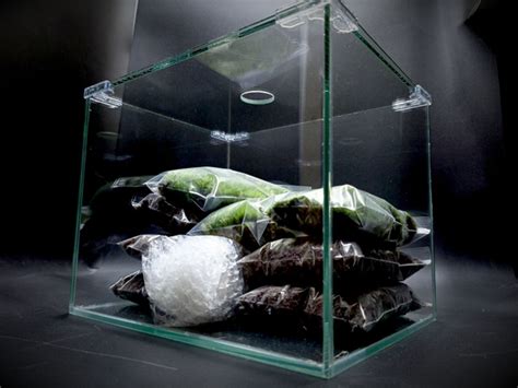Флорариум своими руками с живым мхом - купить с доставкой по выгодным ...