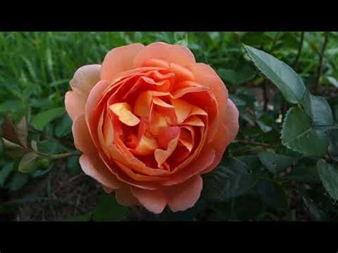 Роза Пэт Остин. Розы Остина. - YouTube