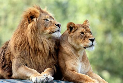 O Leão É Um Felino - Felinos - características, espécies, reprodução, fotos - InfoEscola