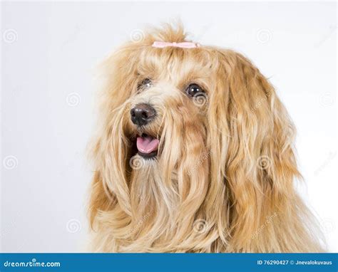 Havanese Puppy Dog Portrait Stock Image Image Of Beautiful Longhair