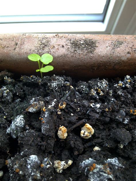 identification - What are these little plants with round leaves