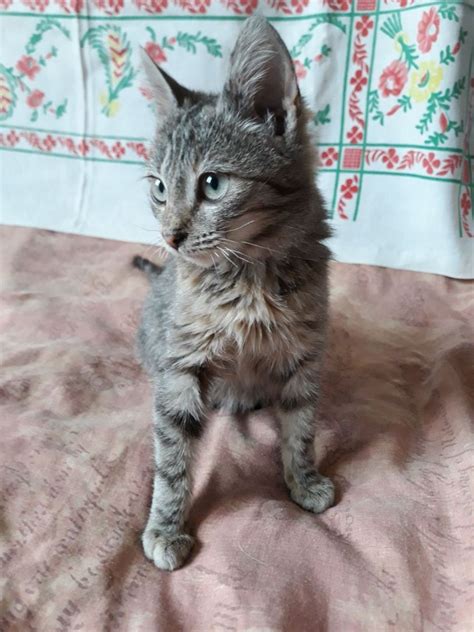 Котенок. Девочка. Кошечка. Кошка. Киця. Кішка. Котята. Кошеня ...