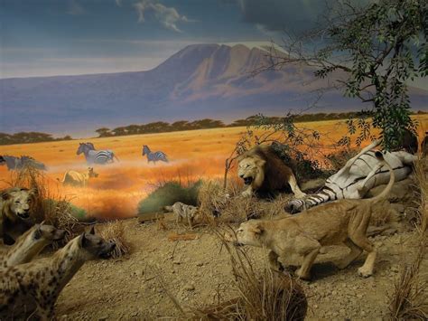 Lion Vs Hyena War