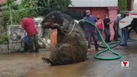 Rata Gigante En La Ciudad De México