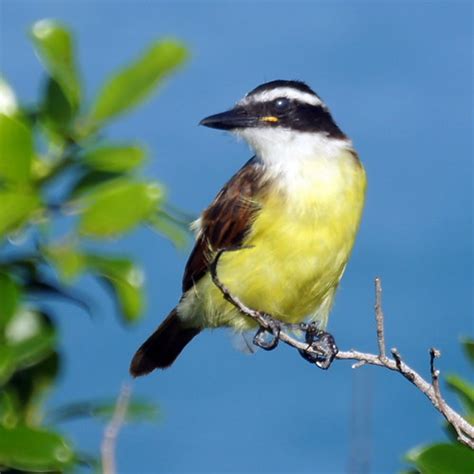 Birding Bermuda- New Jersey Bird Photos