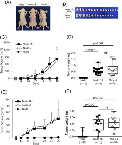 Establishment Of Nude Mice Lacking NK Cells And Their Application For Human Tumor Xenografts PMC